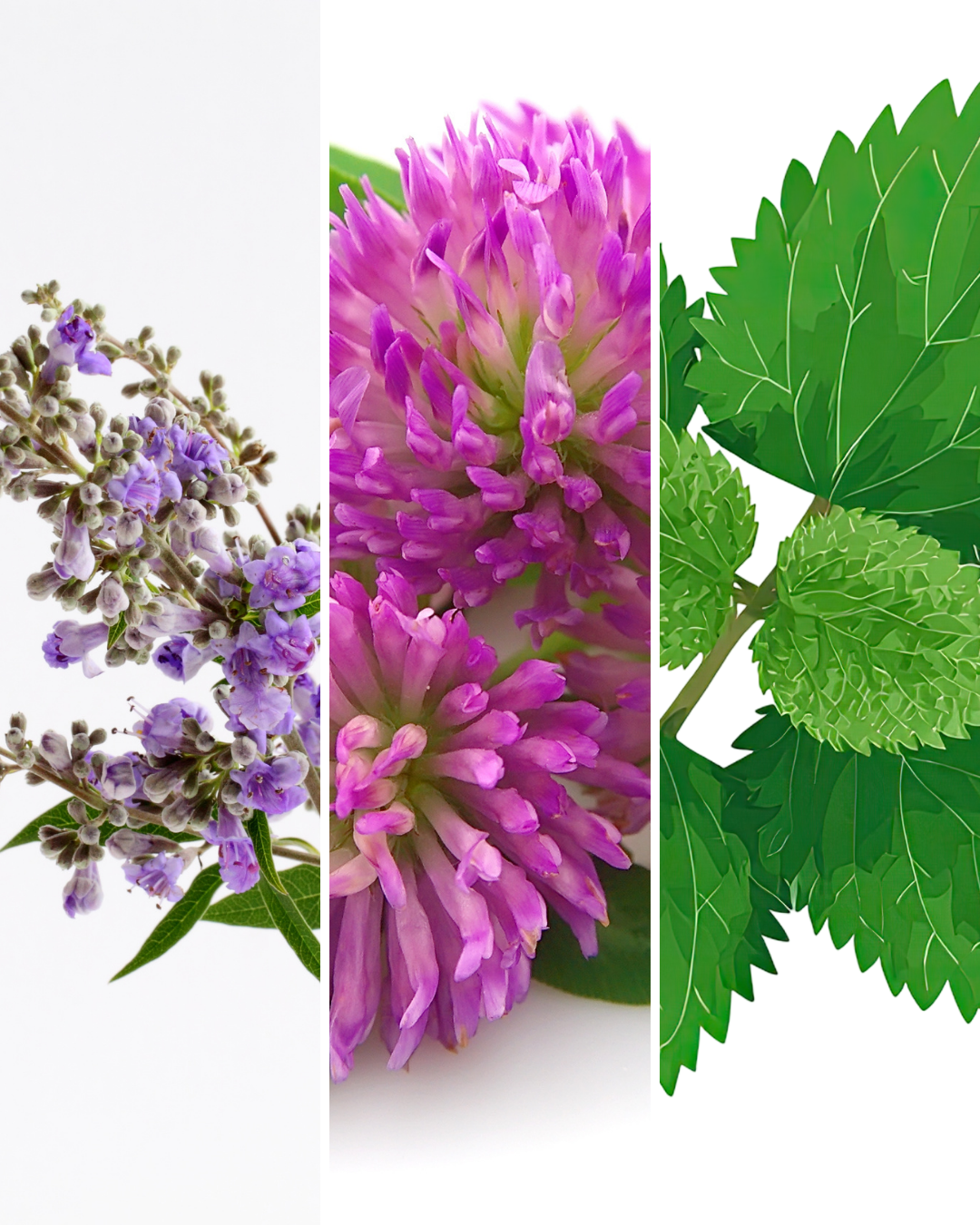 Balance Hormone Tea