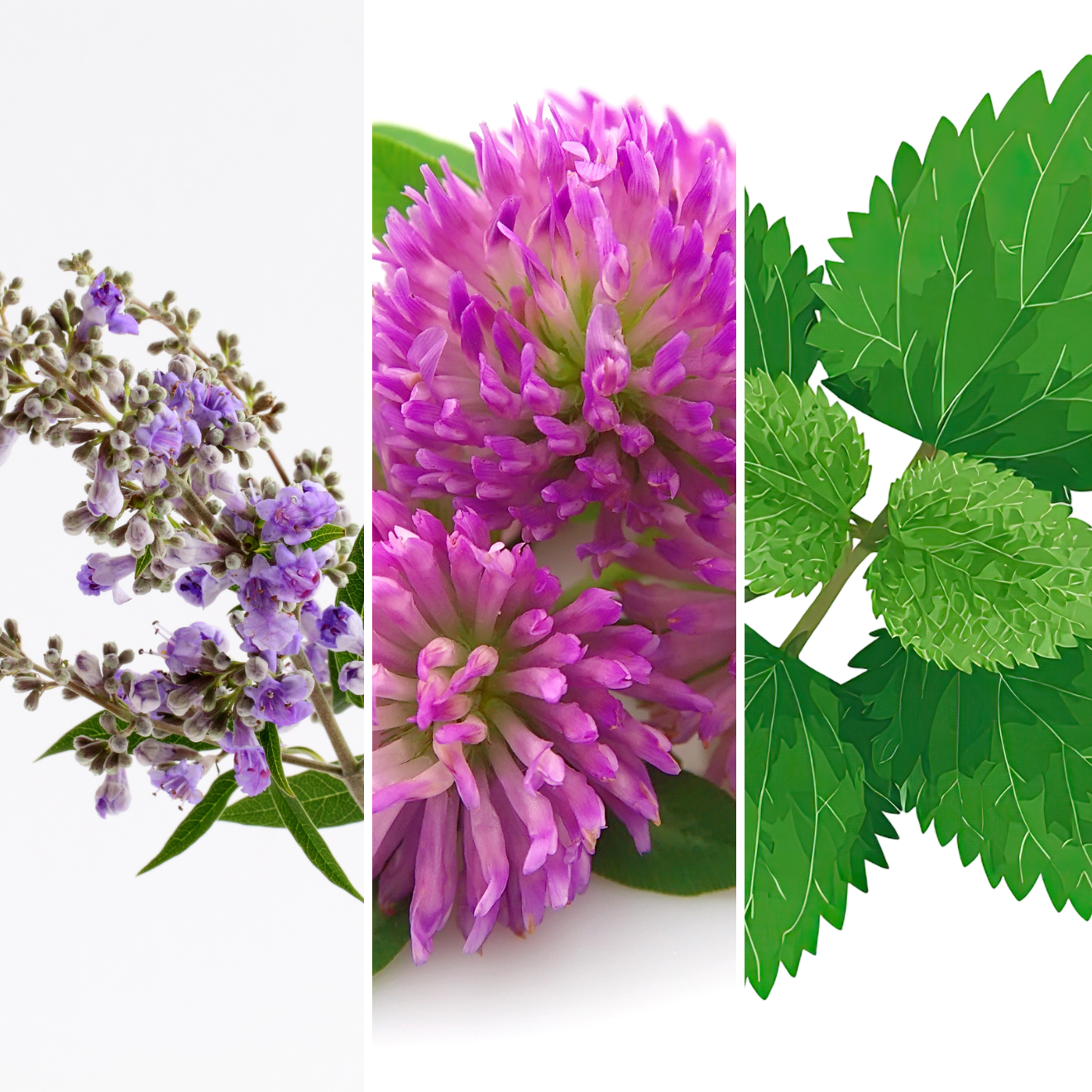 Balance Hormone Tea